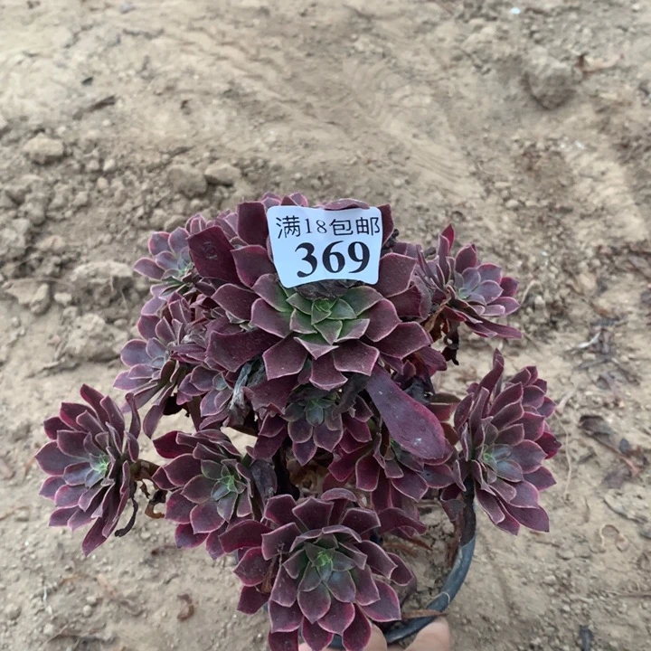 369金丝雀手捧2hao