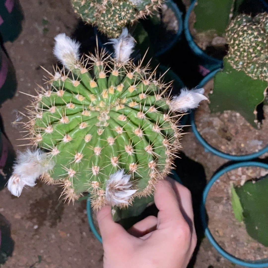 新品彩草61号带花苞母本