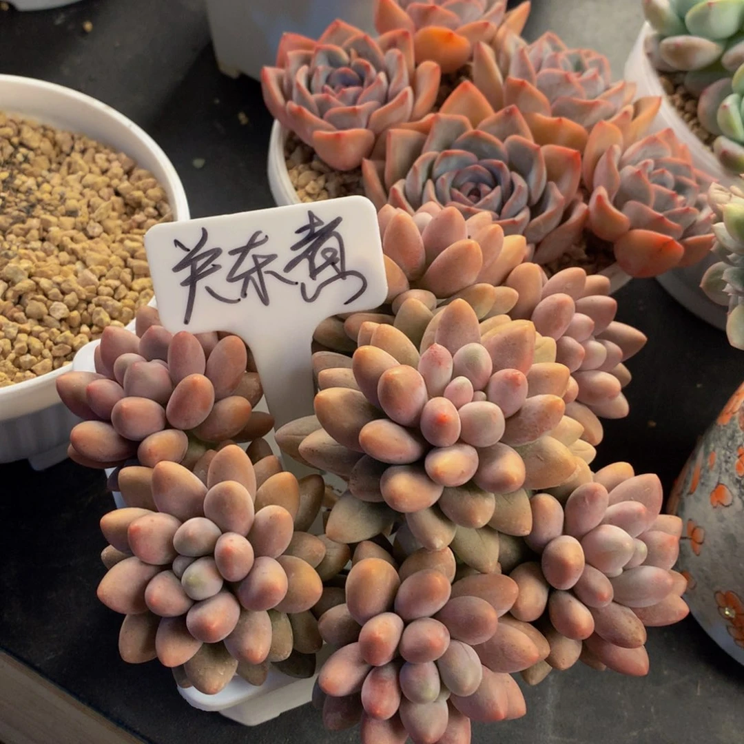 粉恋好看好看好看好看