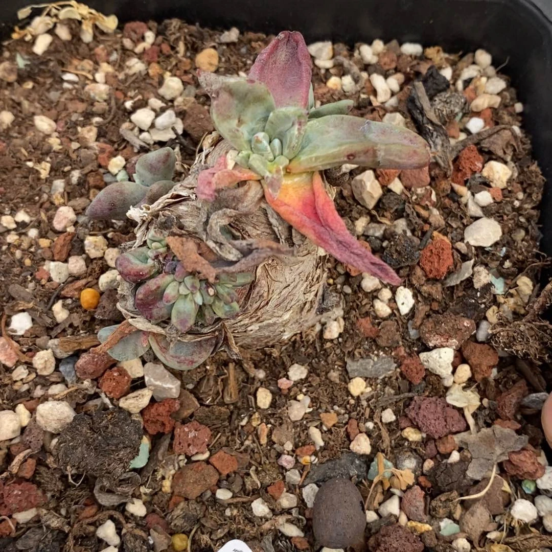 122回去苹果叶小可爱