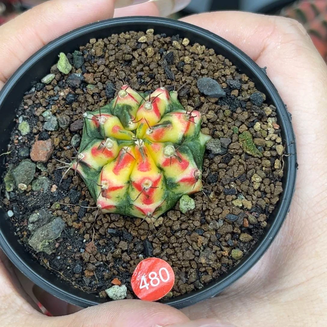 480 花蝴蝶 侧牙 特价捡漏