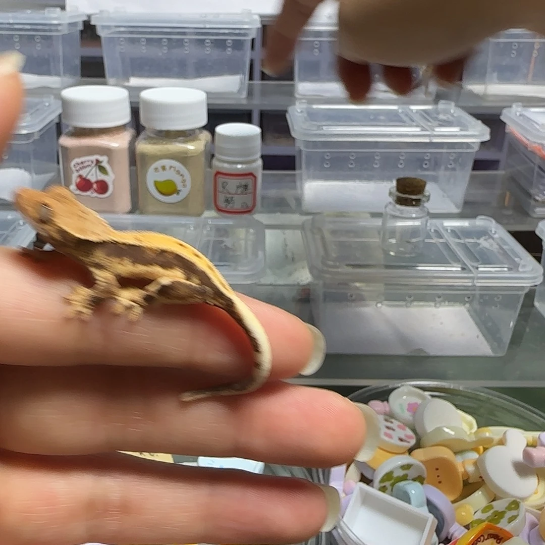 睫角守宫莉莉白黑底三色 有红