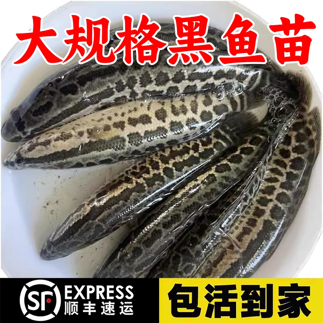 江苏黑鱼白甲雷龙白乌鱼淡水养殖鱼可食用特大凶猛冷水观赏