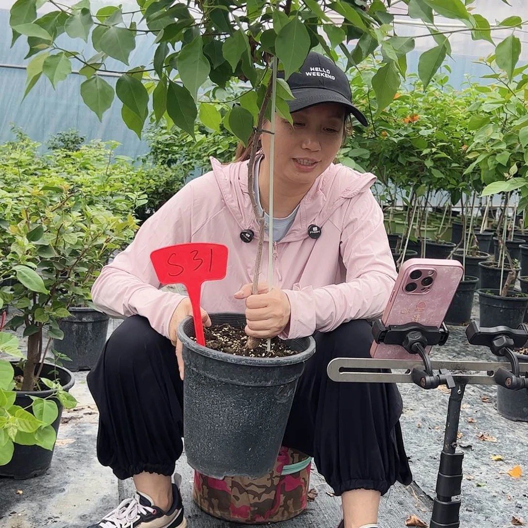 当前无花栽培后可以开花1****9S31橙桑巴棒棒糖一颗