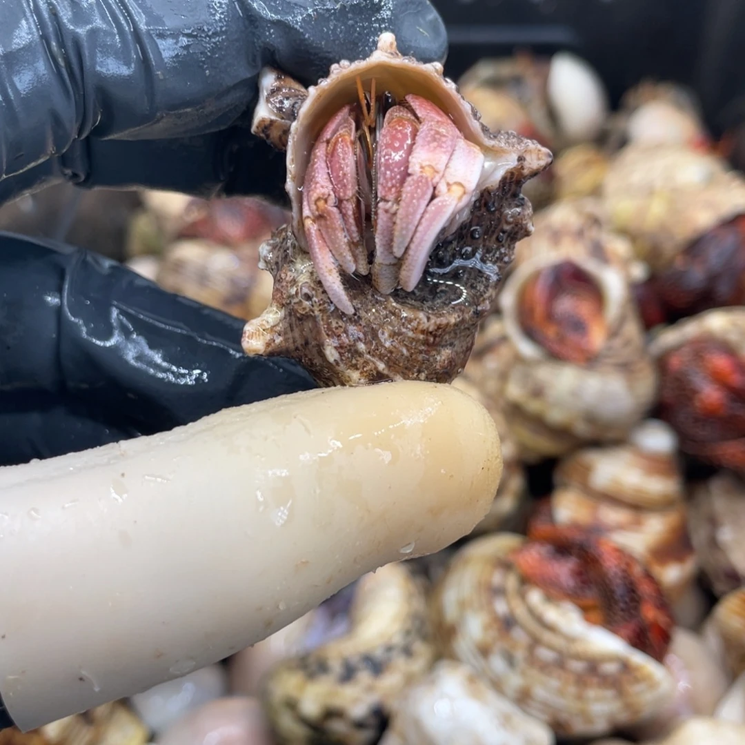 不退不换活体宠物66