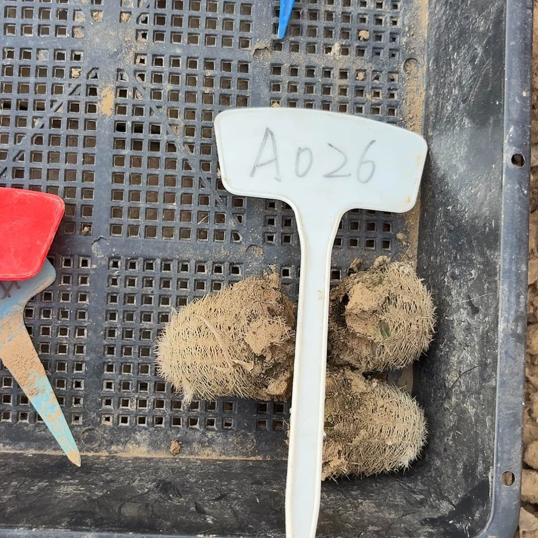 魏***姐A026,虾三颗瑕疵歪头