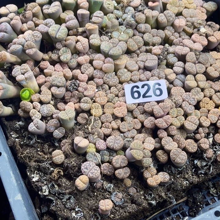 骑****路626脱土生石花一物一图如图