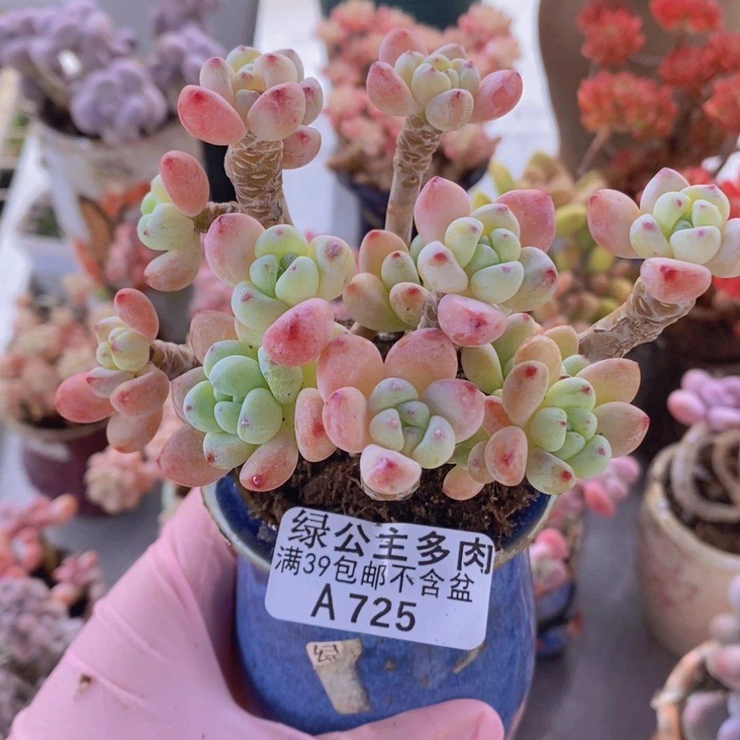 白底樱花罗琦老桩9cm725多肉植物