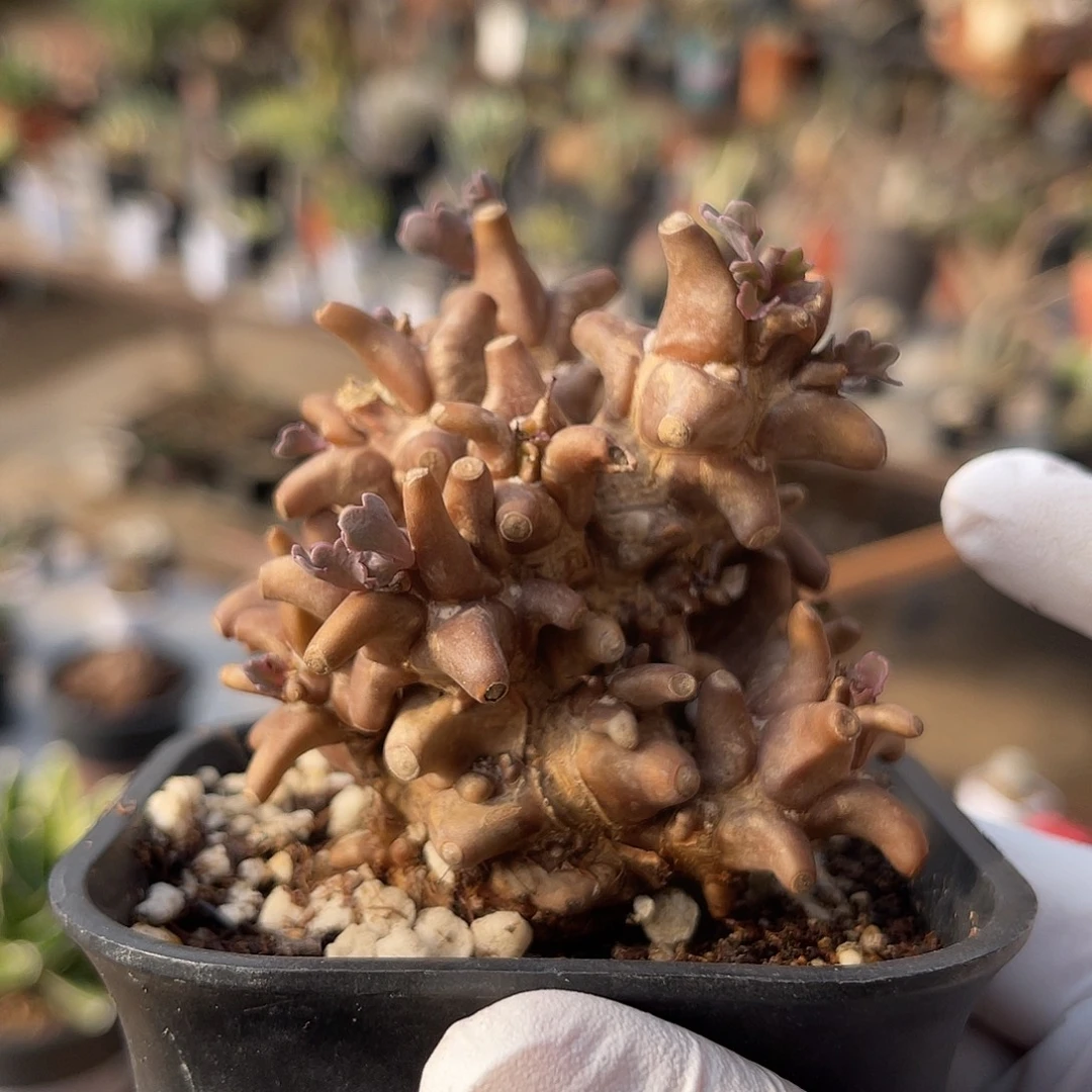 实生大尤蛮鬼塔一物一拍