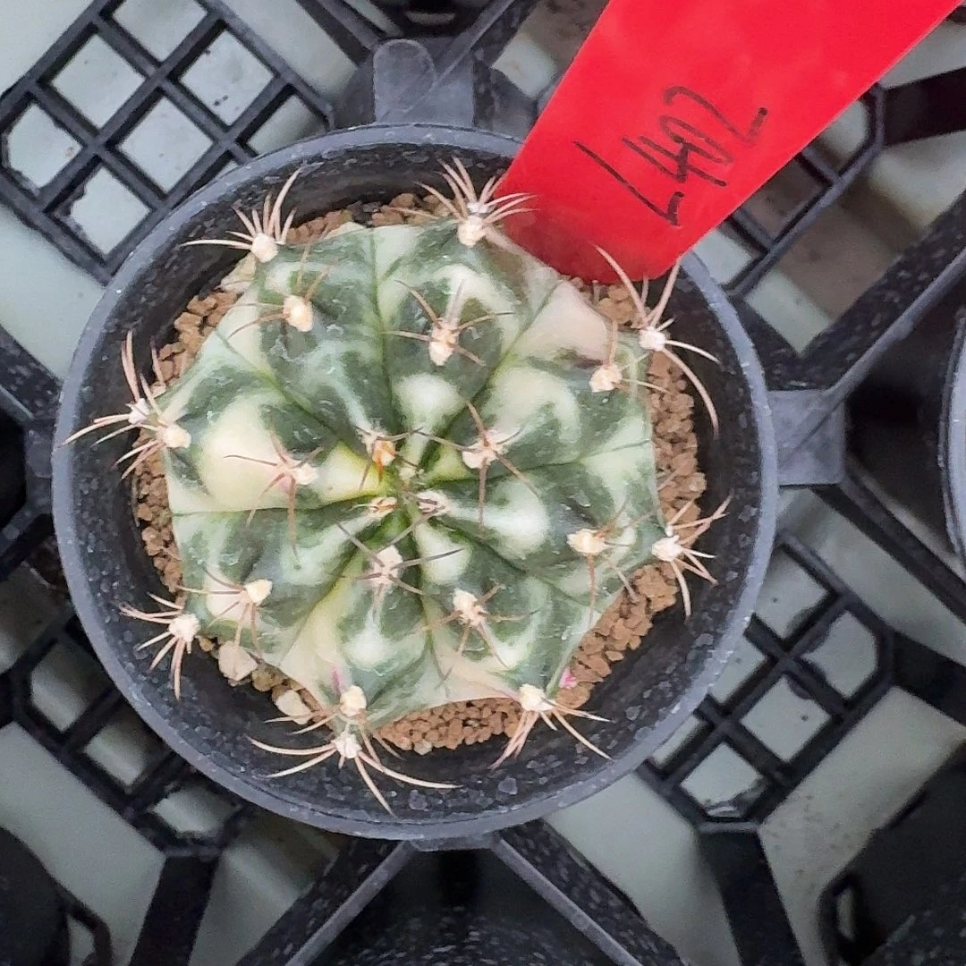 L402-1127广东发货 tika