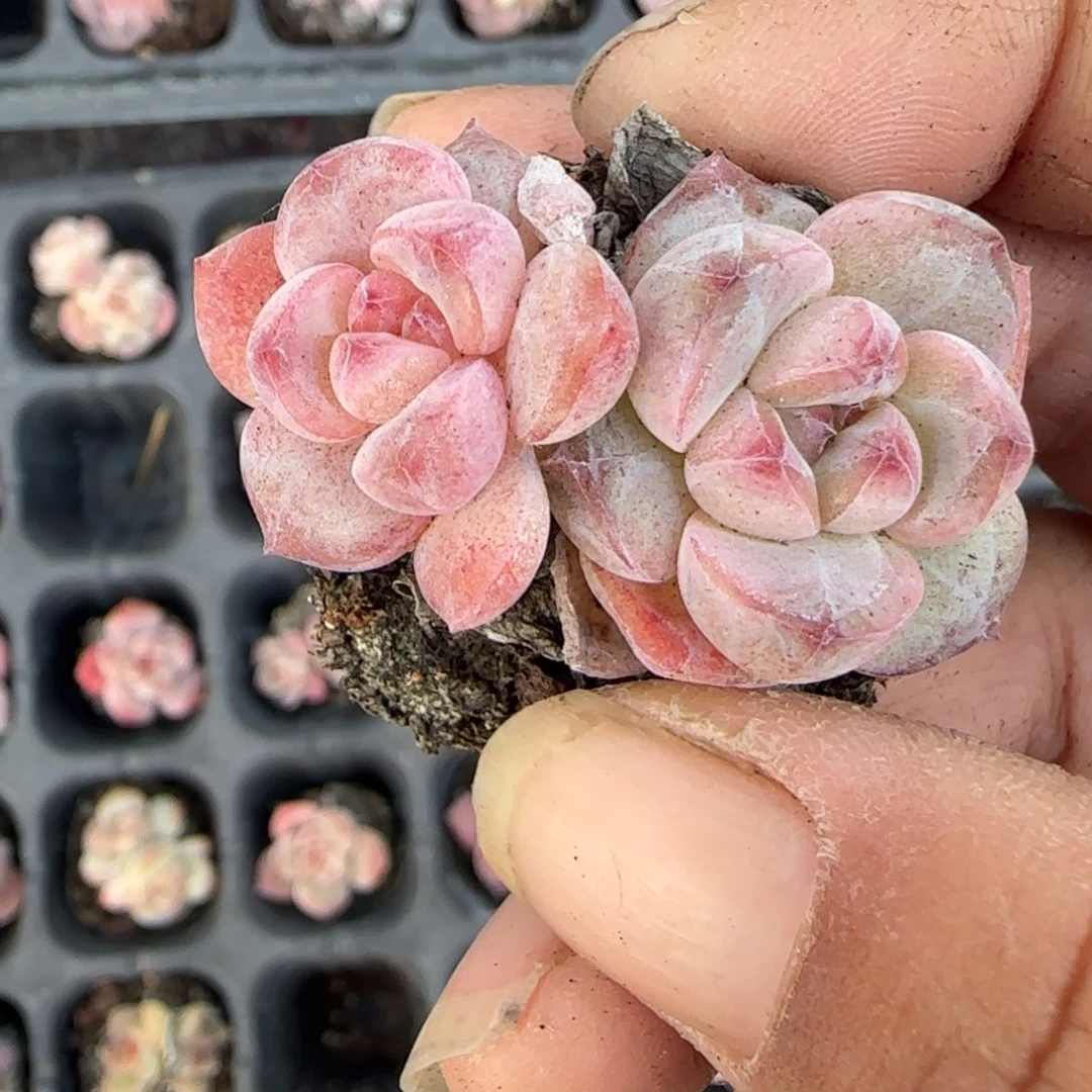 小卡拉米糖心一物一拍