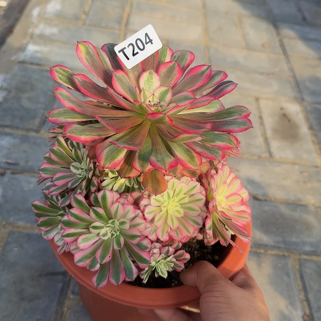 204红铜白444冠服17左右小颗