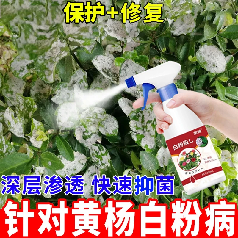 黄杨白粉病专用抑菌喷雾剂防白粉病黑斑病免稀释直喷型营养液肥料