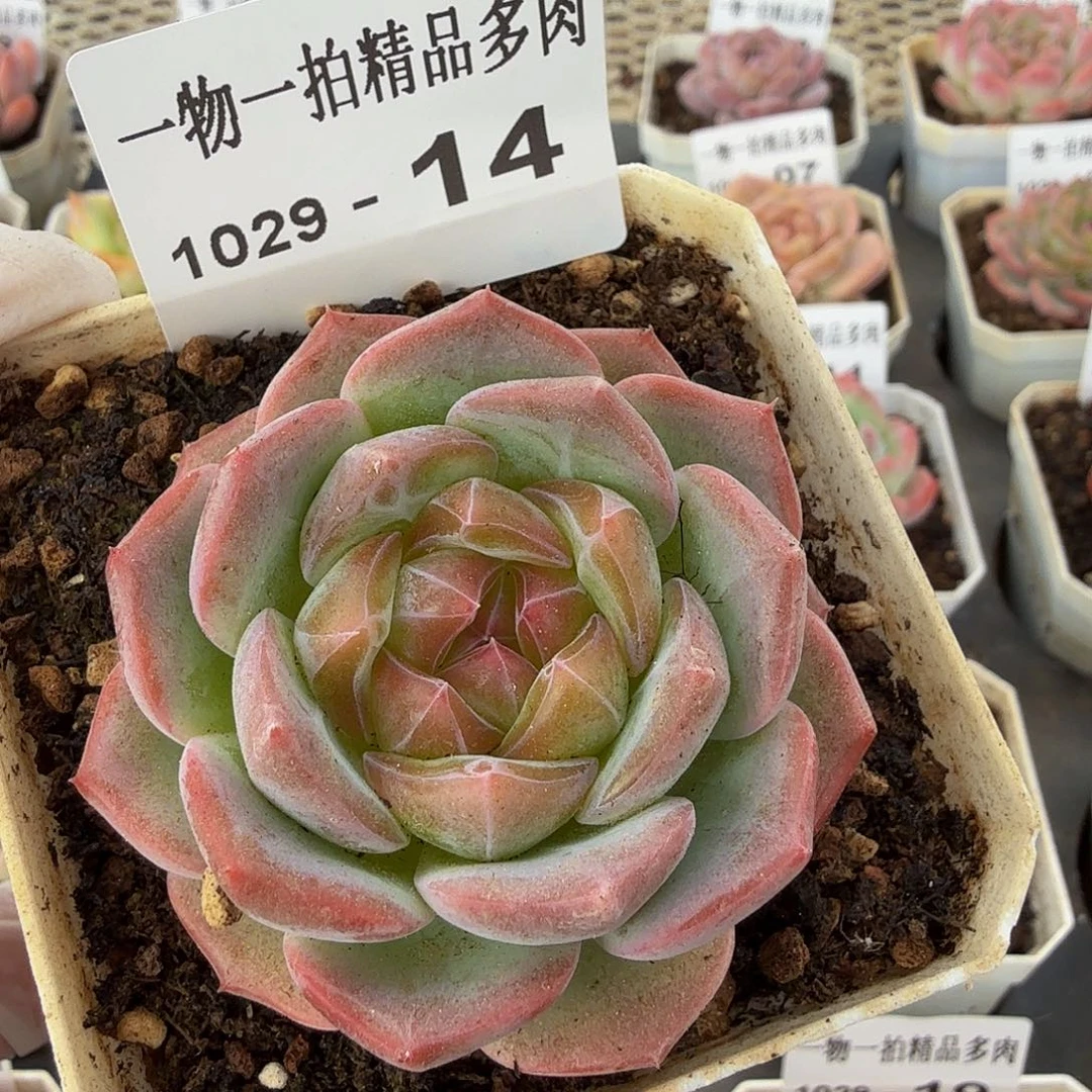 1029-14珍妮-多肉