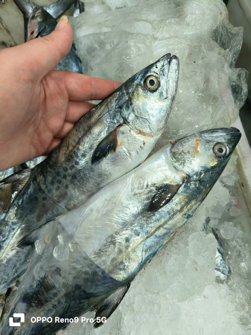 【大表哥】新鲜海捕海扁鲛（当天海鲜时价。不退差价）