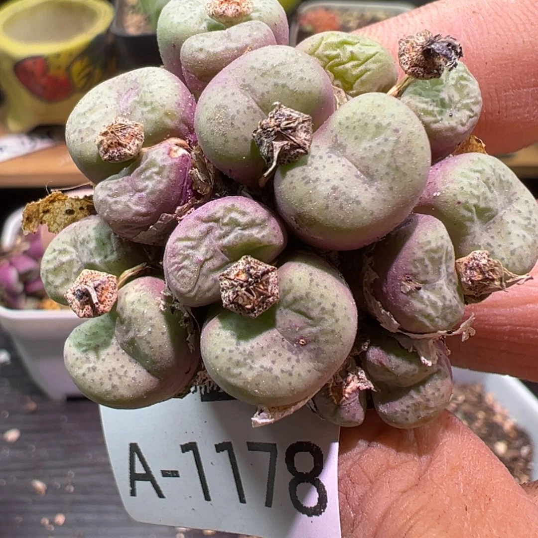 多肉植物1111111111111