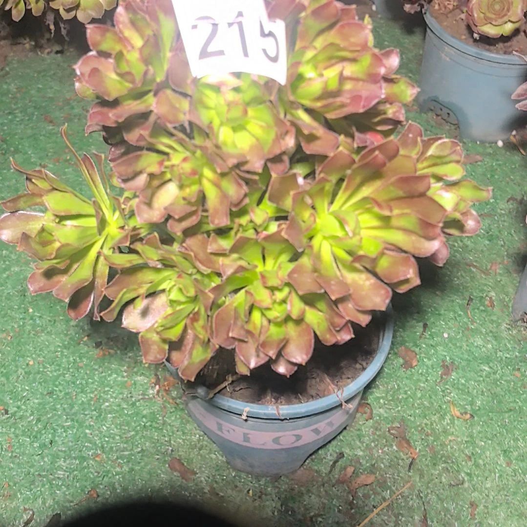215黑法师一颗2-10