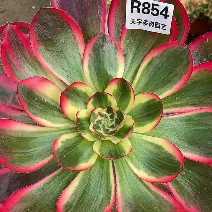 多肉植物巫毒白854多肉