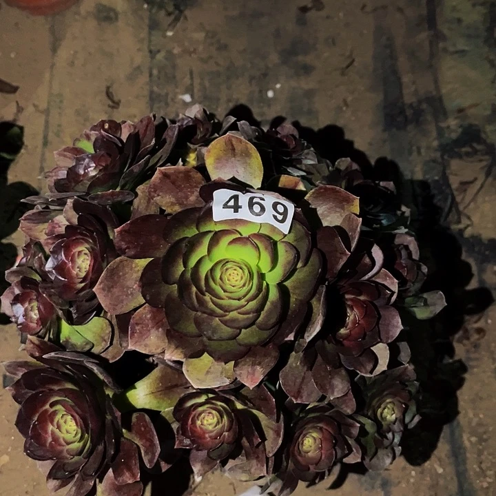 469黑拉丝花月夜多肉植物处理不售后