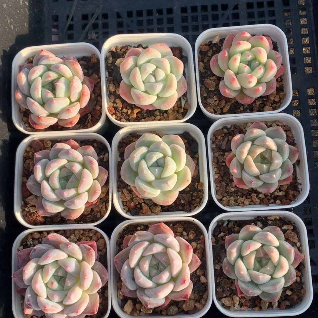 1209-05 套餐一组