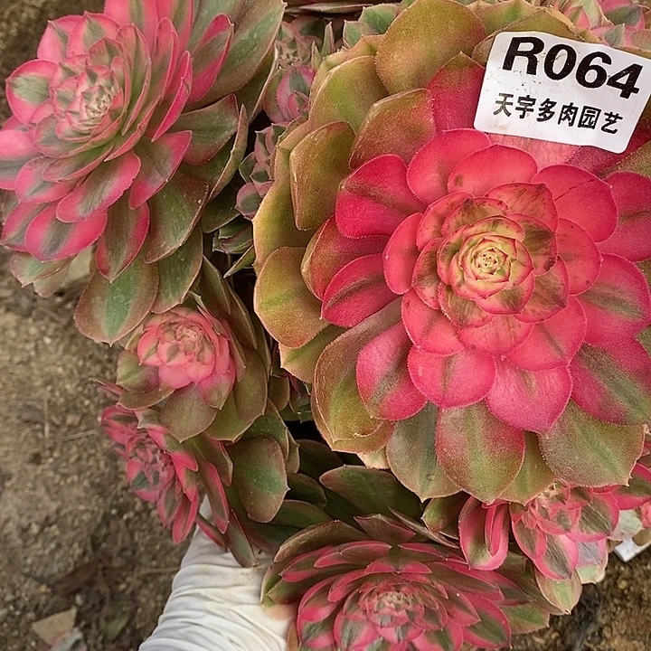 多肉植物火龙果064