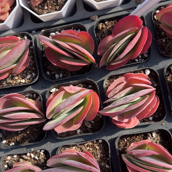 唐印一颗量拍多肉满20包邮下午发