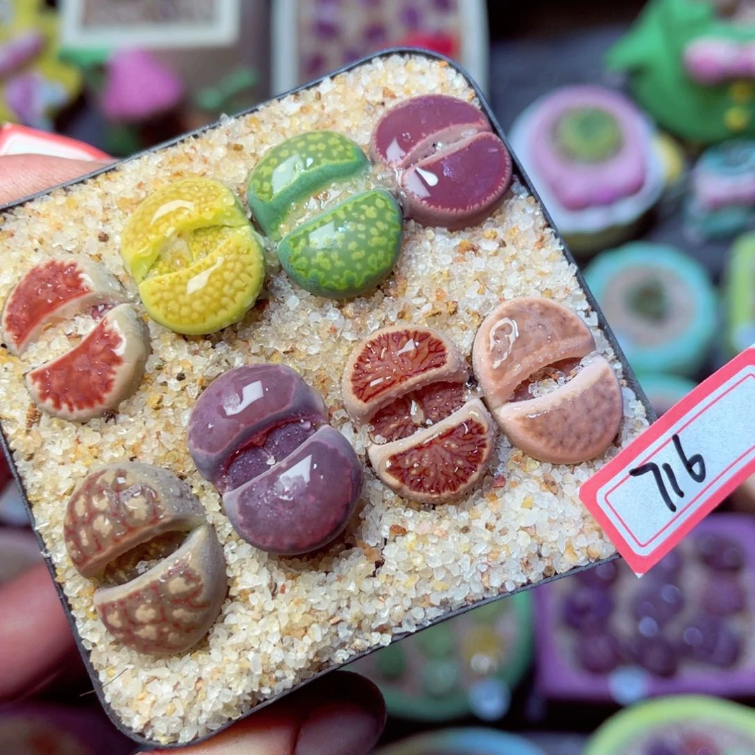 716生石花带盆发