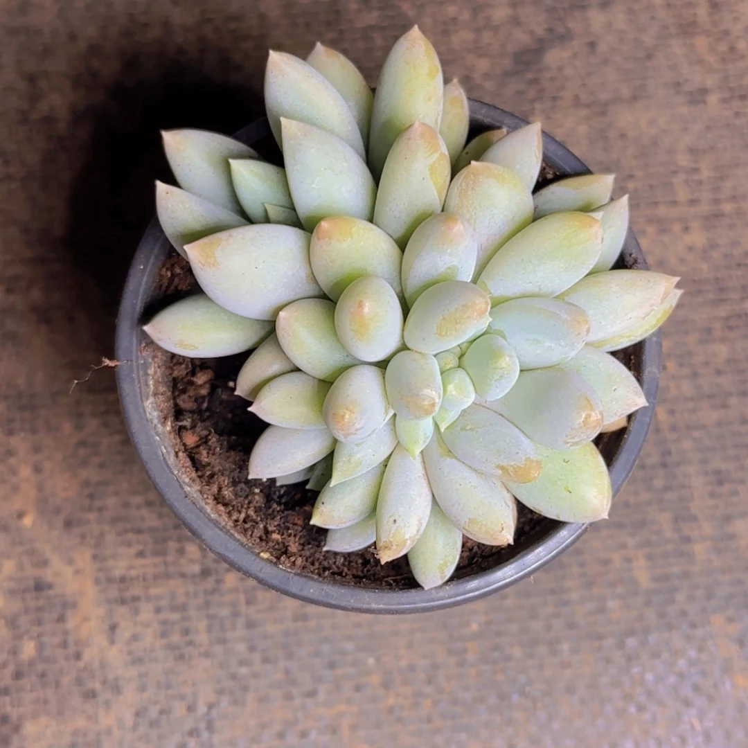 那***肉那年寄养1111111111111