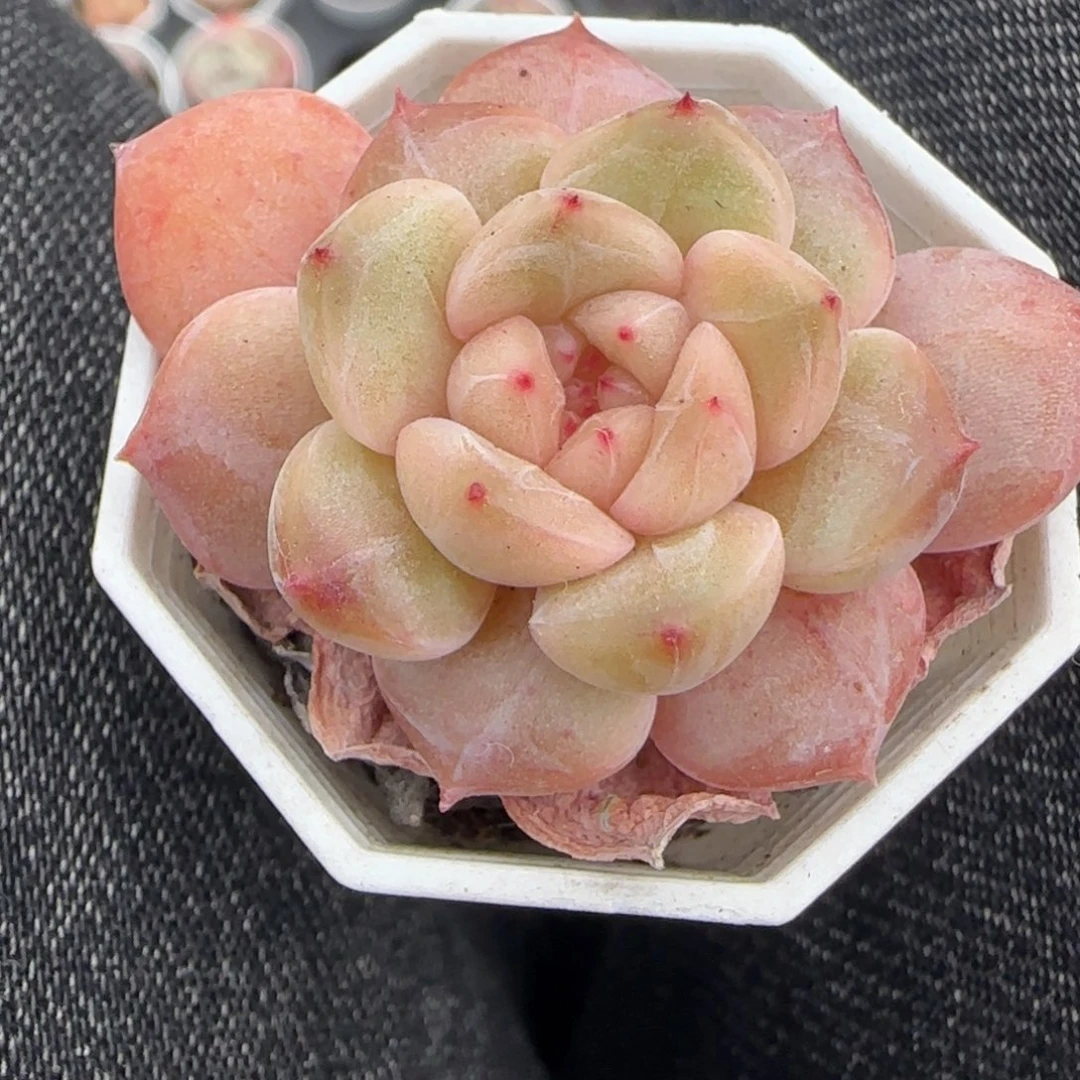 小卡拉米糖心一物一拍