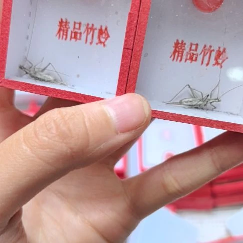 长白山黑紫两条全品