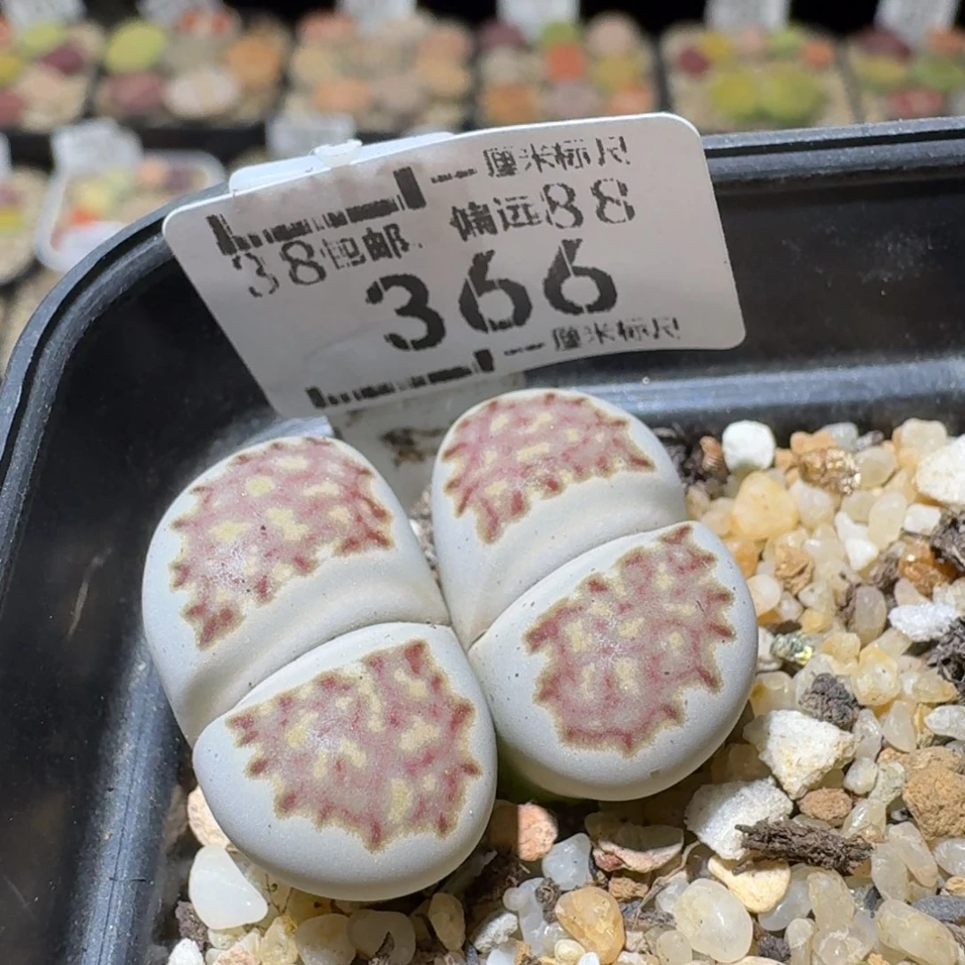 Sss清清清了便宜366