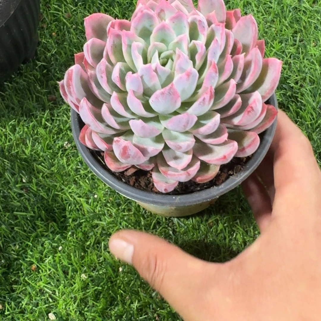 紫罗兰女王锦多肉植物的