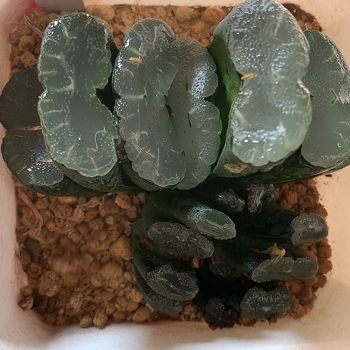 2号实生玉扇一物一拍