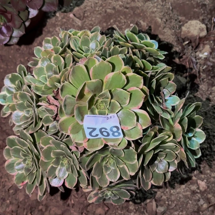 892孔雀翎多肉植物不售后