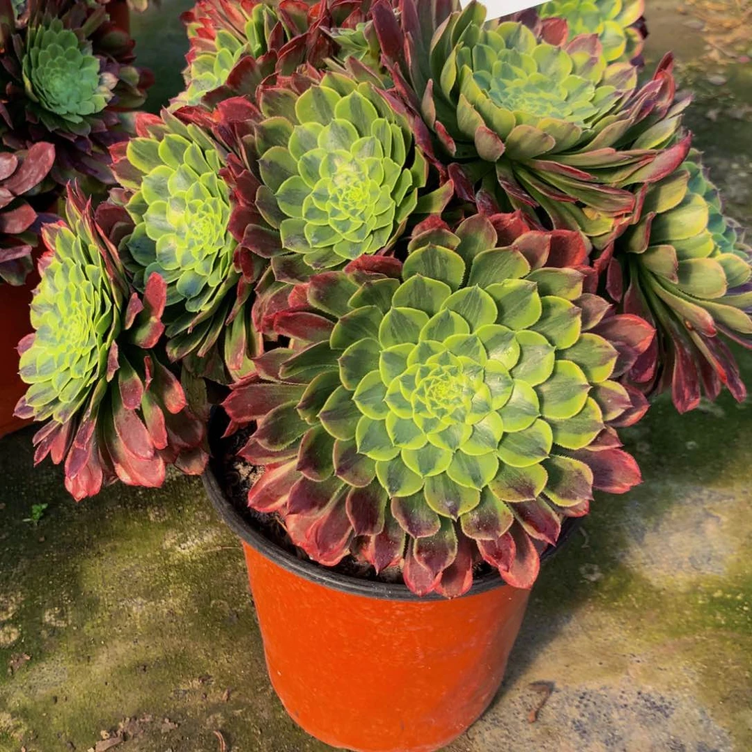 【闪购商品】靖****司837朝霞特价