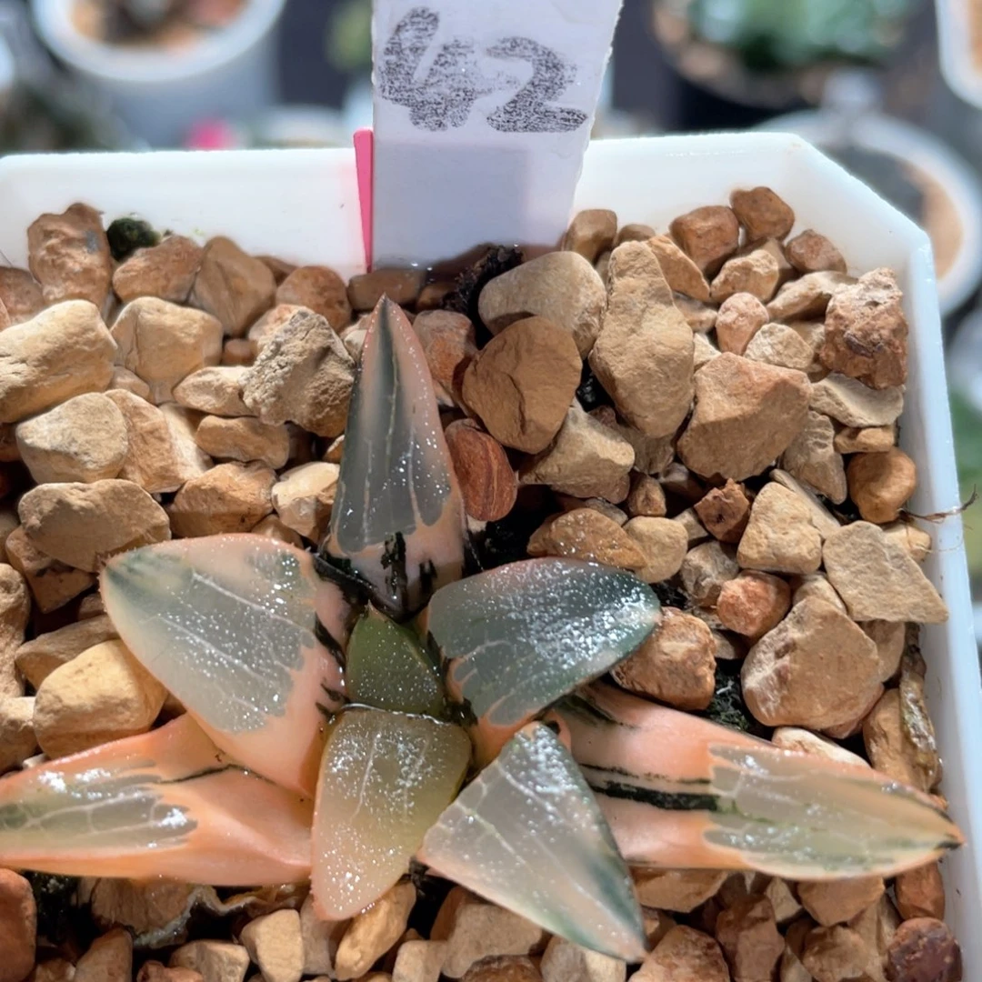 42丘比特克锦。