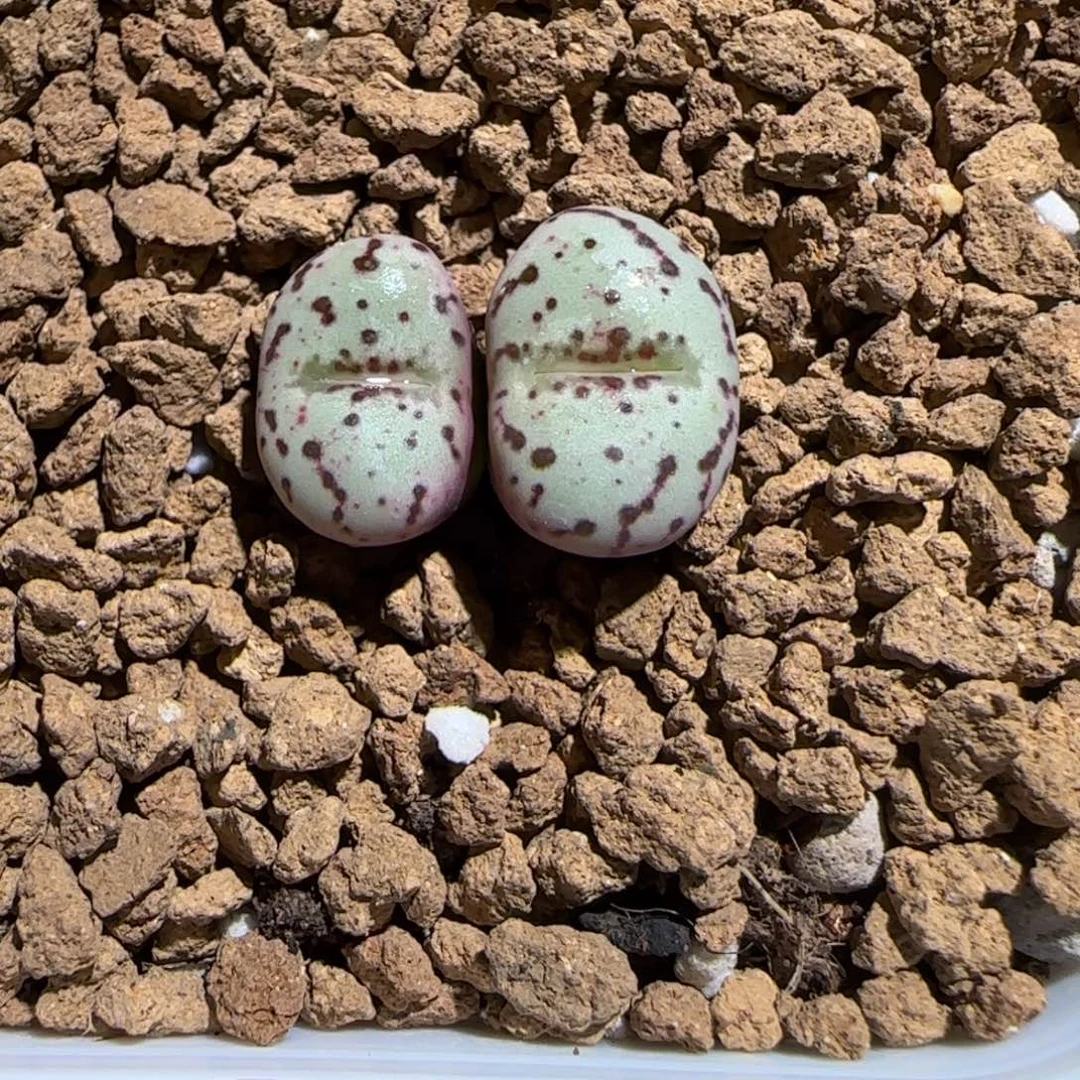 肉锥多肉植物组合-荷叶安贞1381