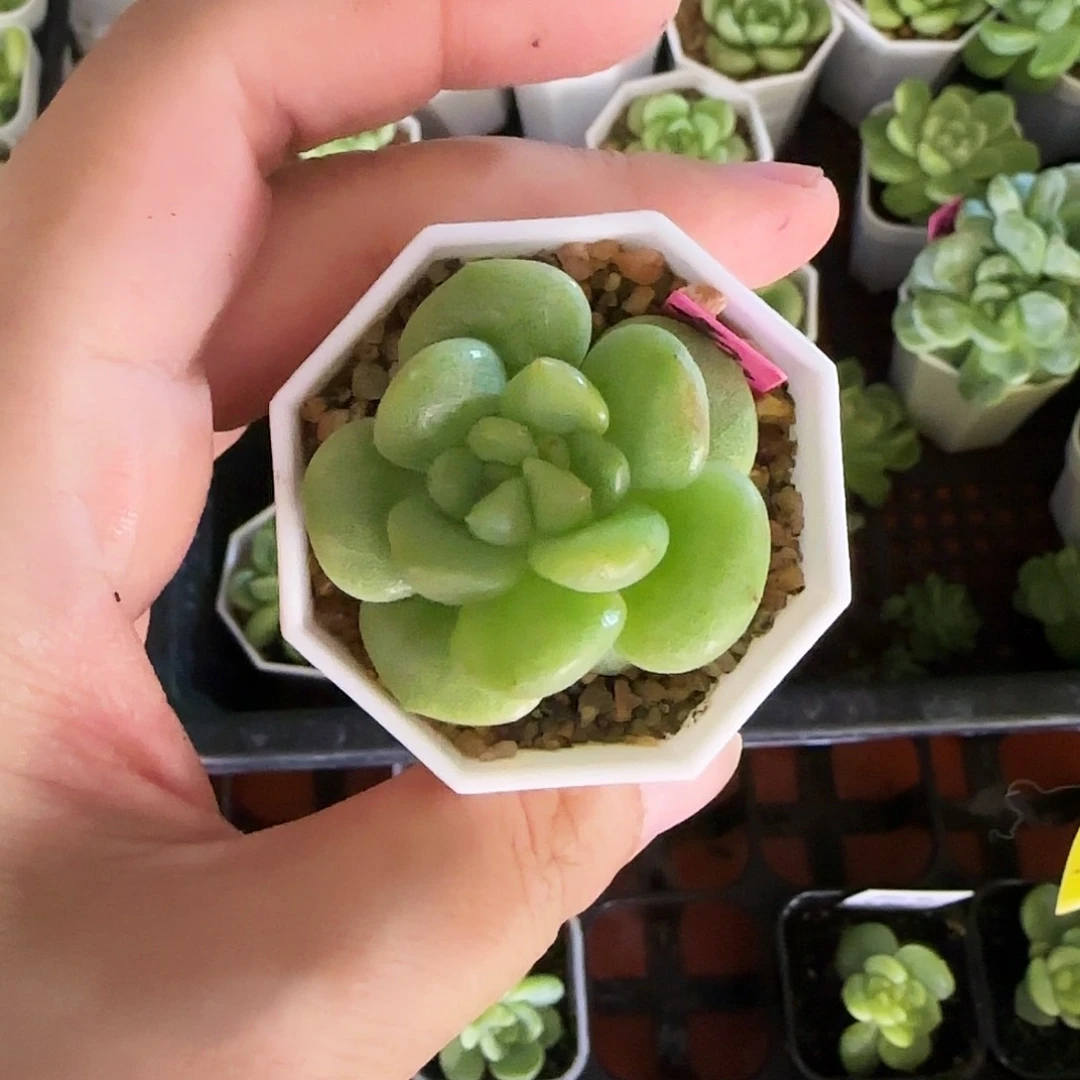 ༈***✨黄玉骨 中苗一个满25包邮