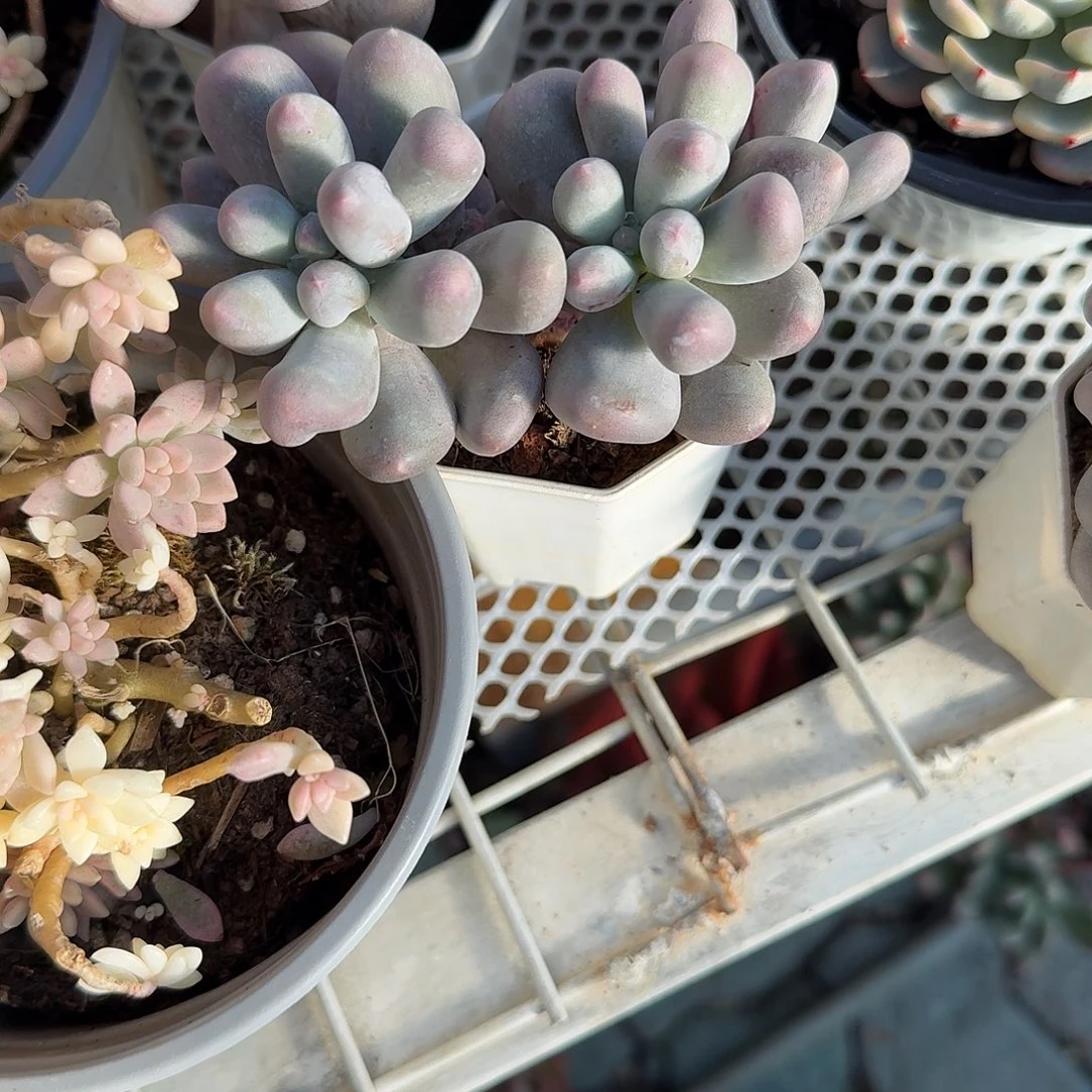 米克奶酪多肉植物