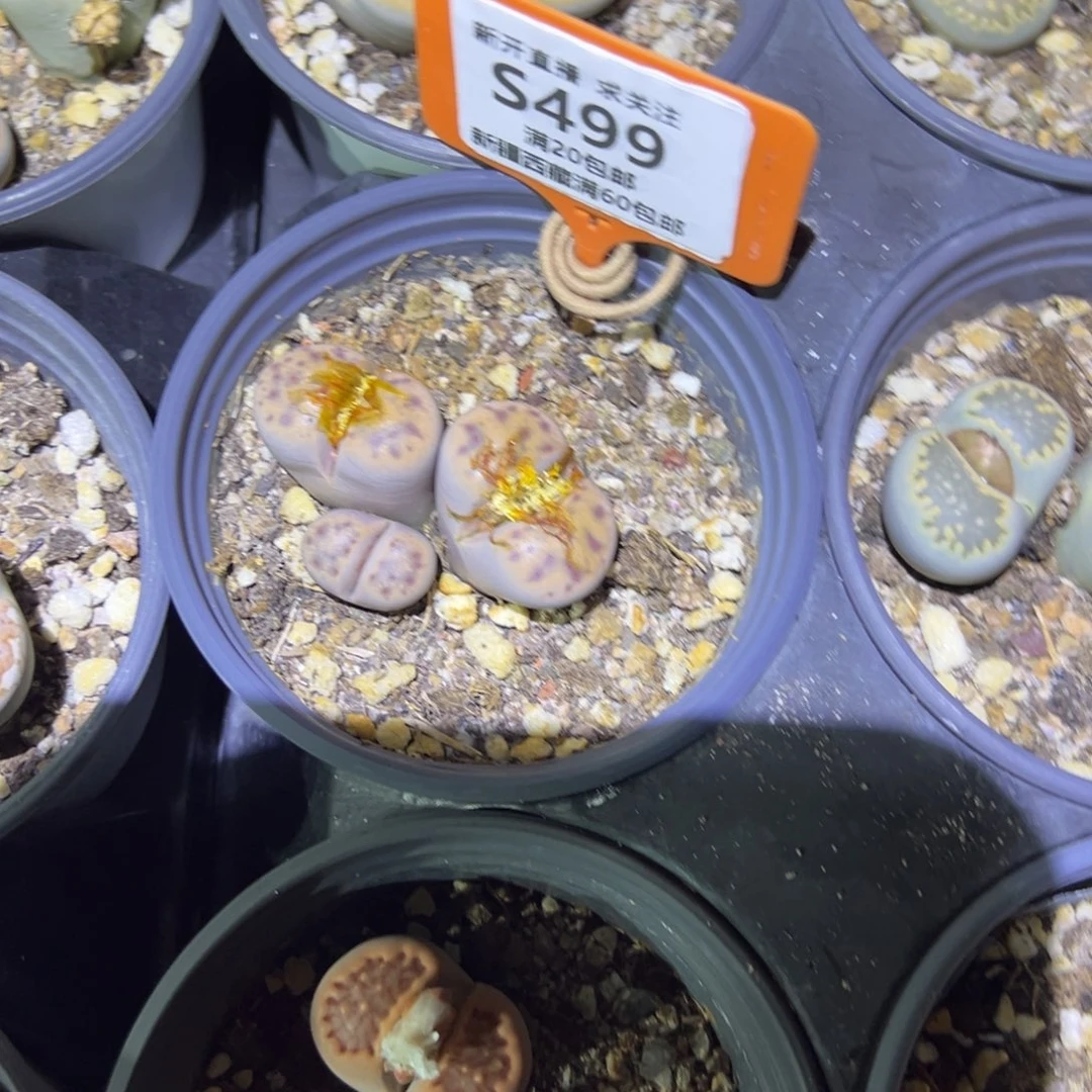 吴***杰499 一物一拍，默认有伤，介意勿拍，不退不换