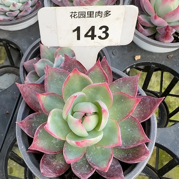 143 惊鸿仙子多肉植物6-9cm