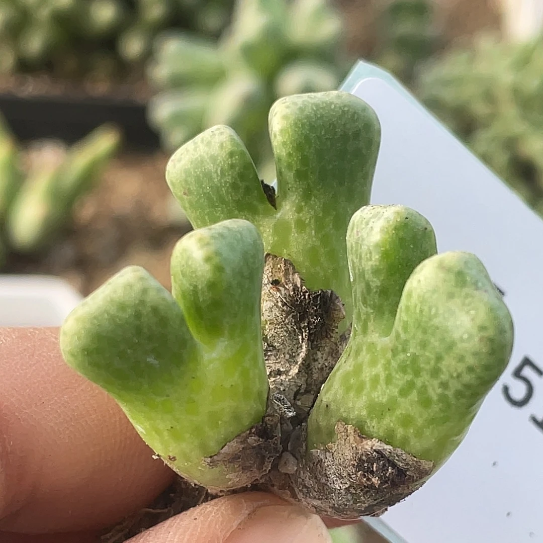 14-51鹿角斑马肉锥