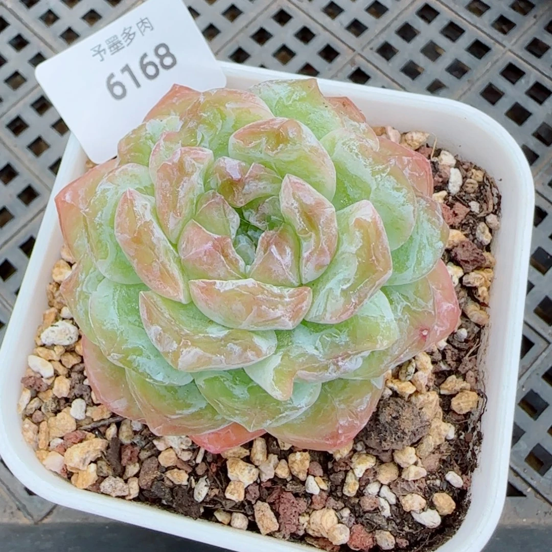 霜花珍妮石化，6168多肉植物
