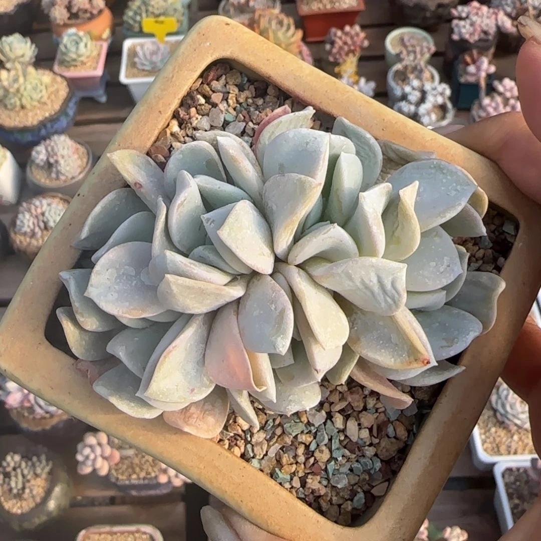 北遇清棚68包邮自行凑单