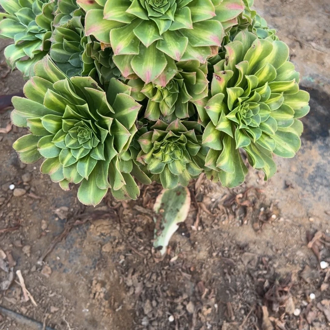 768翡翠琉璃多肉植物法师