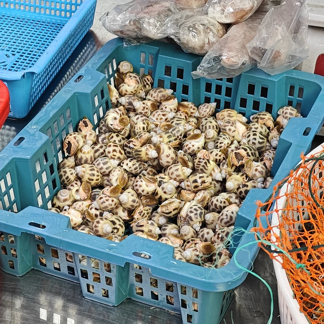 【鲜活大花螺】天然大花螺-限福建同省可拍