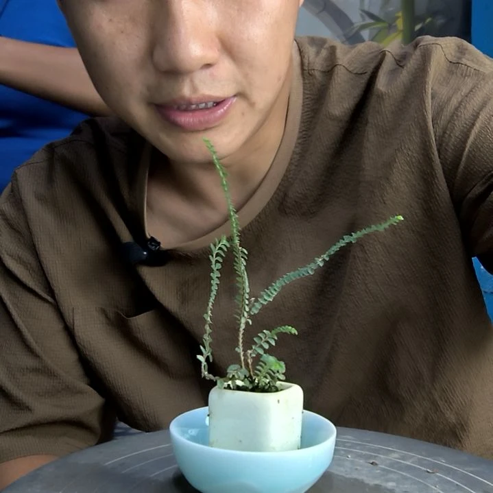 Y****️中青园艺一物一拍220