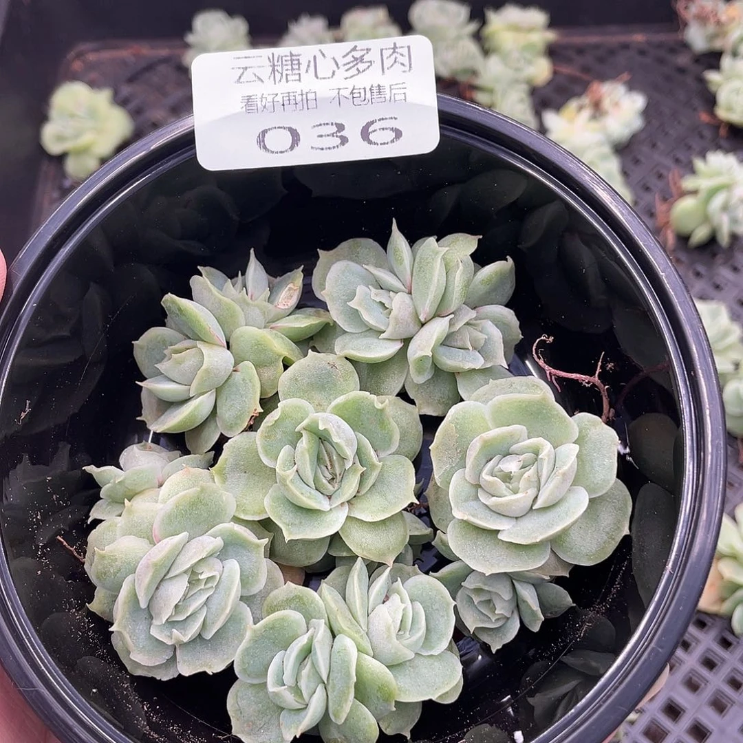 云糖心多肉植物36