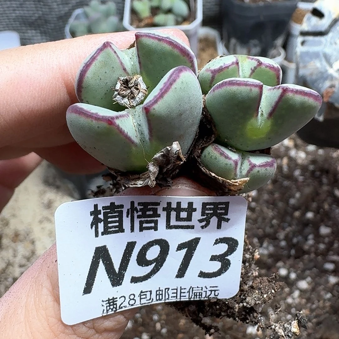 多肉植物的润泽徐