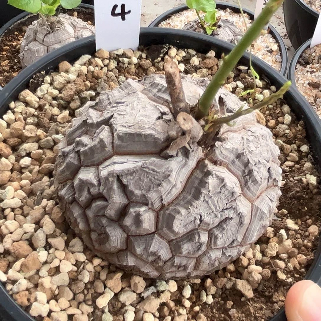 潮流植物白皮南非故事，9004